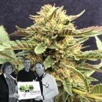 New strain release by CBD Crew: CBD Therapy